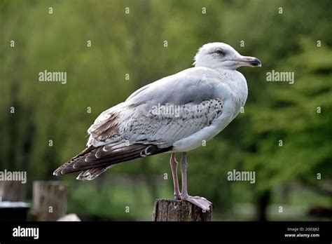 Immature Herring Gull High Resolution Stock Photography and Images - Alamy