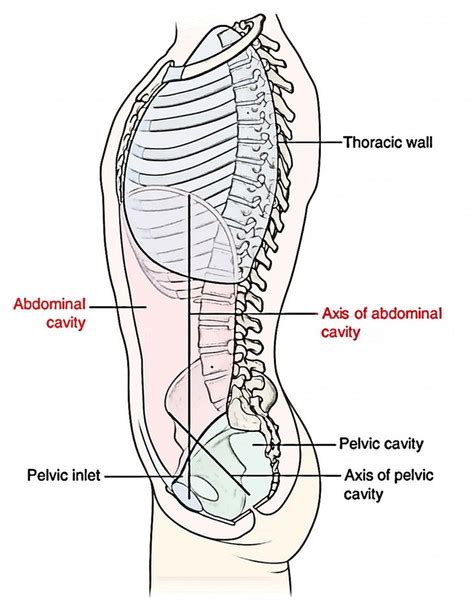 Abdominal Cavity - Earth's Lab