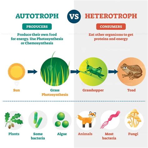 Autotrophs and heterotrophs as nature energy source division outline diagram - VectorMine