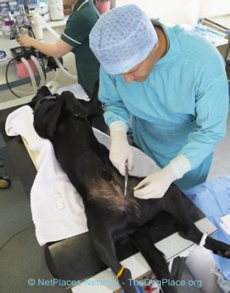 CAESAREAN SECTION: BEFORE AND AFTER | TheDogPlace.org