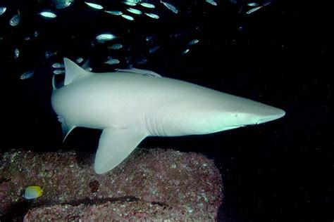 Albino Shark | Albino animals, Rare albino animals, Albino shark