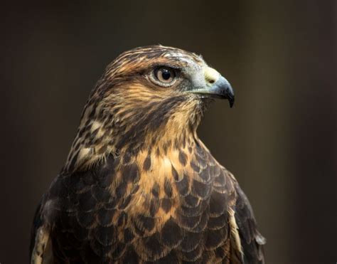 Hawks in Texas - BirdsExpert