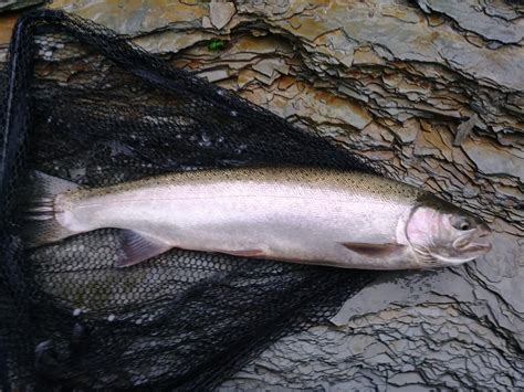 Walnut Creek Report | Steelhead Fishing Tips