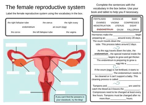 Parts Of Female Reproductive System Worksheet