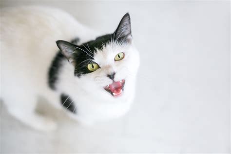 Do Cats Smile? Here's How To Tell Your Cat Is Happy, At Least On The Inside