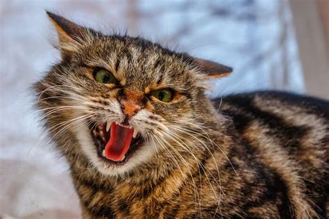 Why Is My Cat Growling? 6 Reasons You Should Know - Cat Mania