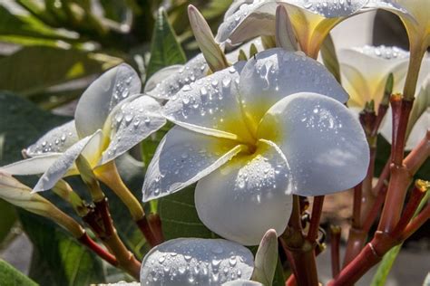 Plumeria Alba Garden Decoration - Free photo on Pixabay