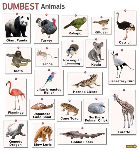 Dumbest Animals – Facts, List, Pictures