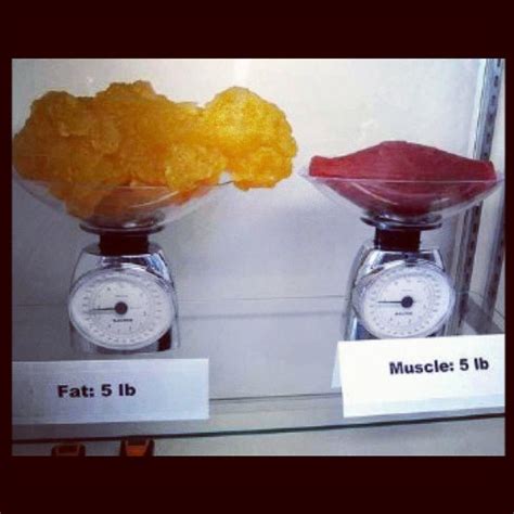 5 lb Fat vs. 5 lb Muscle Debate - KINESIOLOGISTS.CA Studio ...