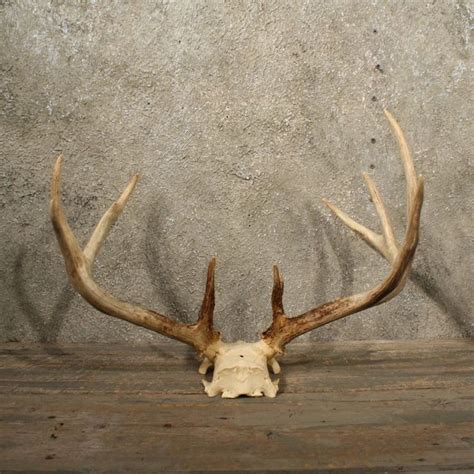 White tailed deer antlers. | White tail deer antler, Whitetail deer, Deer antlers