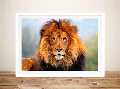 King of the Plains Lion Wall Art | Canvas Prints Australia