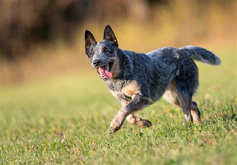 Australian Cattle Dog Training - Dog Obedience Advice