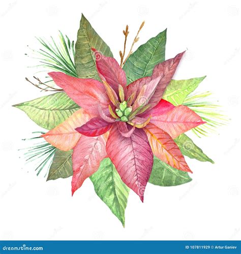 Watercolor Flowers Poinsettia. Stock Illustration - Illustration of leaf, plant: 107811929