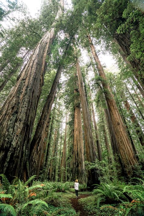 9 EPIC Hikes at REDWOOD NATIONAL PARK (+Helpful Video)