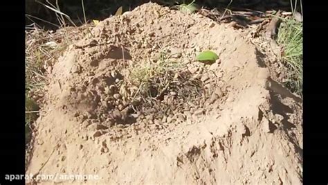 Aluminium Casting of a Giant Brown Bull Ant Nest - Myrmecia brevinoda