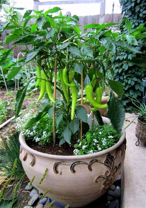 Growing Hot Peppers In Containers | How To Grow Chili Peppers In Pots ...