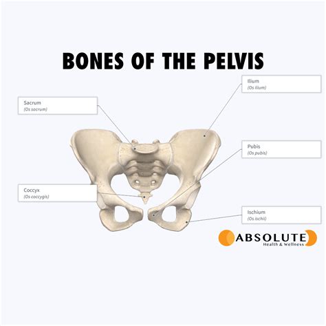 Labelled Diagram Of The Pelvis