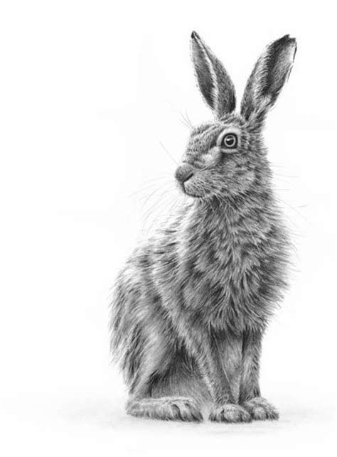 Hare painting, Animal drawings, Rabbit drawing