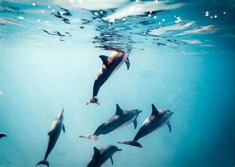 How Do Dolphins Communicate? - AnimalBehaviorCorner