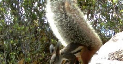 bensozia: Meet the Tufted Ground Squirrel of Borneo