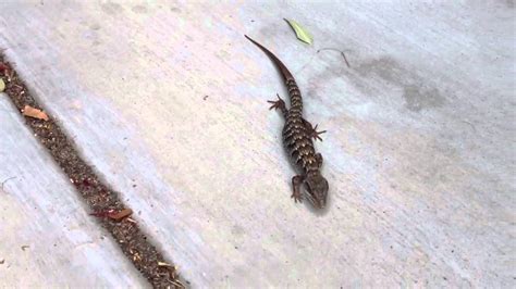 My Pet Alligator Lizard - YouTube