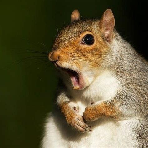 Did you know squirrels front teeth never stop growing? Their teeth grow ...