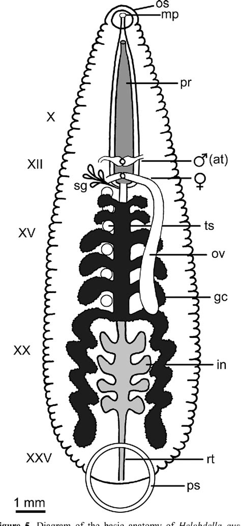 Figure 8 from Description of a new leech species from North America ...