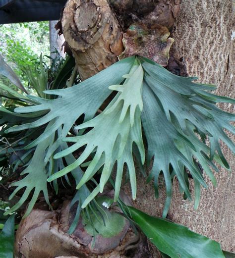 Staghorn Fern, Platycerium bifurcatum – Wisconsin Horticulture