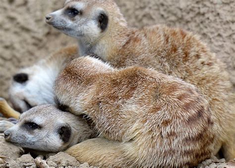 Meerkats : meerkats-sleeping-502A : Classroom Clipart