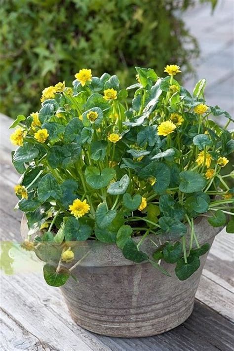 13 Best Spring Flowers in Michigan | Balcony Garden Web