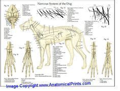 Anatomy Of Termite - Anatomy Reading Source