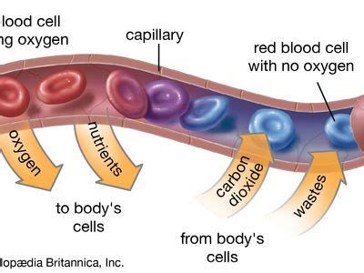 Capillary | anatomy | Britannica