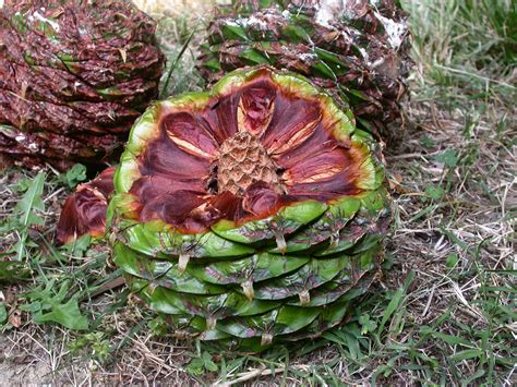 Araucaria bidwillii (Araucariaceae) image 20938 at PhytoImages.siu.edu