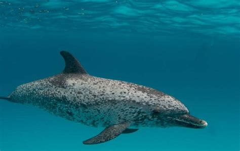 Atlantic Spotted Dolphin l Beautiful - Our Breathing Planet