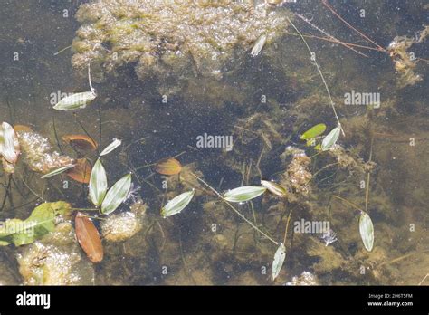 The view of green seaweed floating underwater in a lake Stock Photo - Alamy