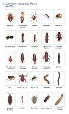 Florida Bugs | Pinterest