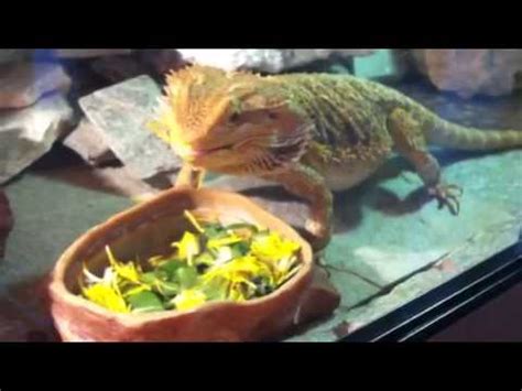 How To Prepare Dandelion Greens For A Bearded Dragon? - ReptileStartUp.com