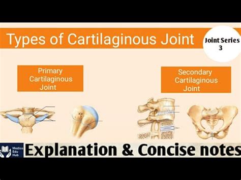 Cartilaginous Joint | Types | Primary and Secondary Cartilaginous Joint ...