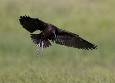 pewit: flying Glossy Ibis