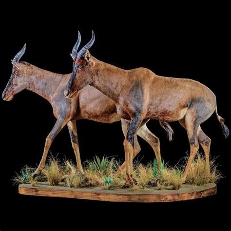 TSESSEBE Taxidermy South Africa | Get TSESSEBE Trophy Quote