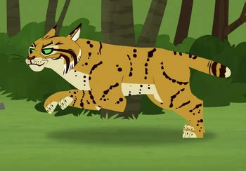 Bobcat | Wild Kratts Wiki | Fandom