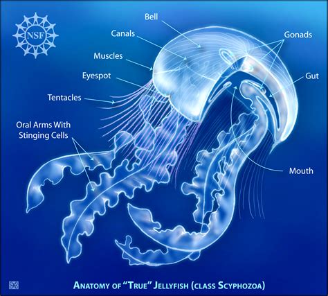 Multimedia Gallery - Jellyfish Anatomy | NSF - National Science Foundation