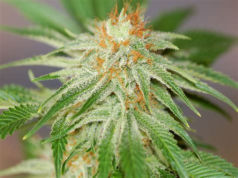 Top 11 Best Sativa Strains and Seeds 2017 *NEW - Mold Resistant Strains