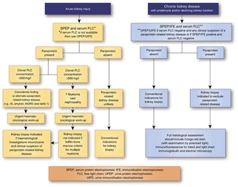 Screening pathways for paraproteinemia-related kidney disease ...