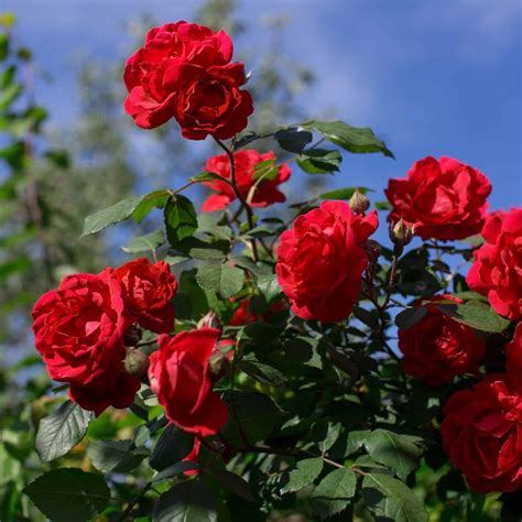 Red roses 🌹 ️ Unveiling the top varieties for passionate gardeners