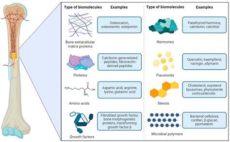 Bioactive Materials for Bone Regeneration: Biomolecules and Delivery ...