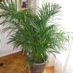 Areca-palm-indoor-plant - Urbasm