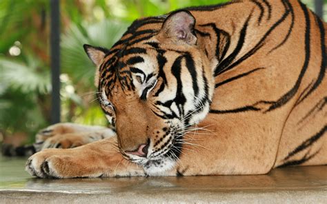 Tigers Sleeping Wallpapers - Wallpaper Cave