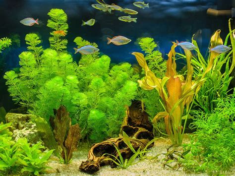 Top 10 Best Artificial Aquarium Plants - Aquarium Hunter