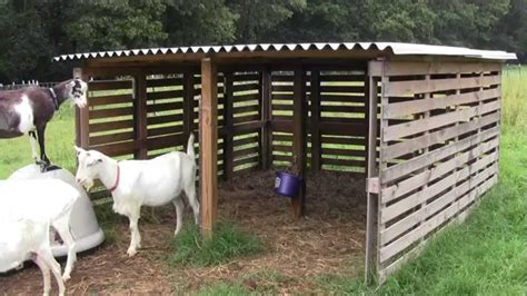 Our Goat Shelter Using Free Pallets - YouTube